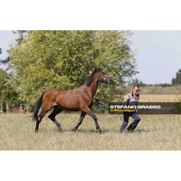 Varenne\'s father, Waikiki Beach born 30th may 1984 Speedy Somolli and Hula Lobell Anzola dell\'Emilia,10th sept.2013 ph.Stefano Grasso