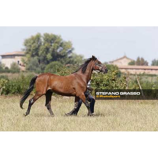 Varenne\'s father, Waikiki Beach born 30th may 1984 Speedy Somolli and Hula Lobell Anzola dell\'Emilia,10th sept.2013 ph.Stefano Grasso