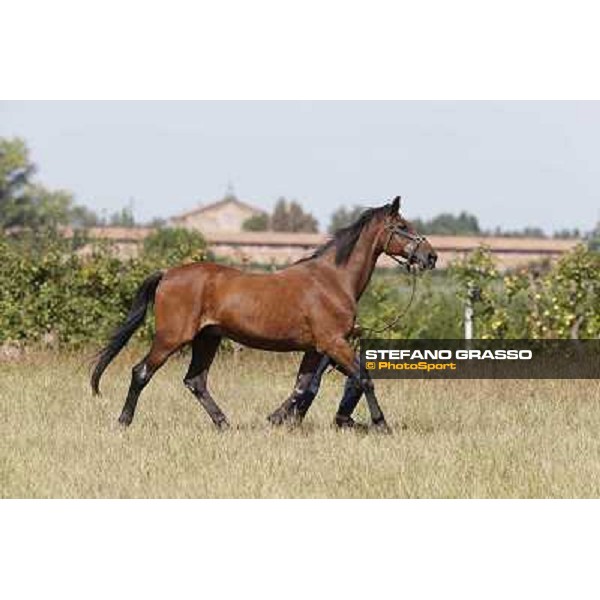 Varenne\'s father, Waikiki Beach born 30th may 1984 Speedy Somolli and Hula Lobell Anzola dell\'Emilia,10th sept.2013 ph.Stefano Grasso