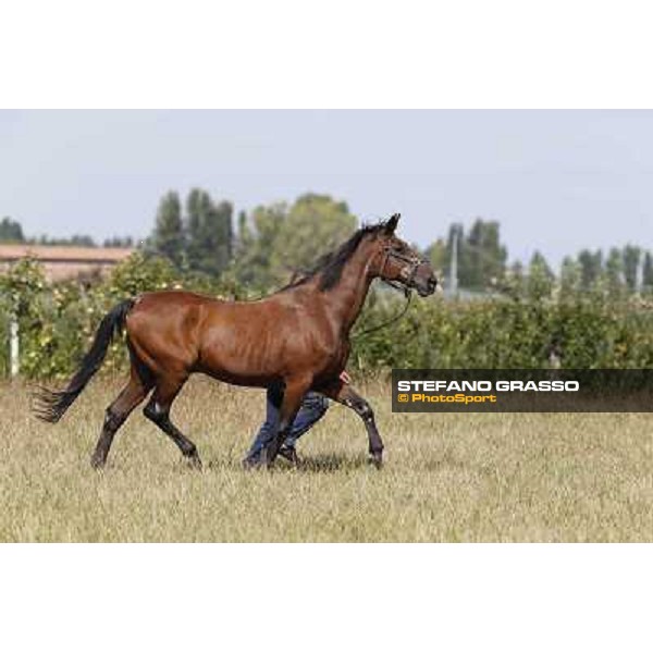 Varenne\'s father, Waikiki Beach born 30th may 1984 Speedy Somolli and Hula Lobell Anzola dell\'Emilia,10th sept.2013 ph.Stefano Grasso