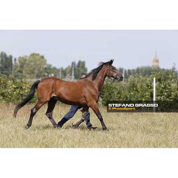 Varenne\'s father, Waikiki Beach born 30th may 1984 Speedy Somolli and Hula Lobell Anzola dell\'Emilia,10th sept.2013 ph.Stefano Grasso