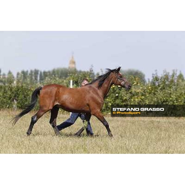 Varenne\'s father, Waikiki Beach born 30th may 1984 Speedy Somolli and Hula Lobell Anzola dell\'Emilia,10th sept.2013 ph.Stefano Grasso