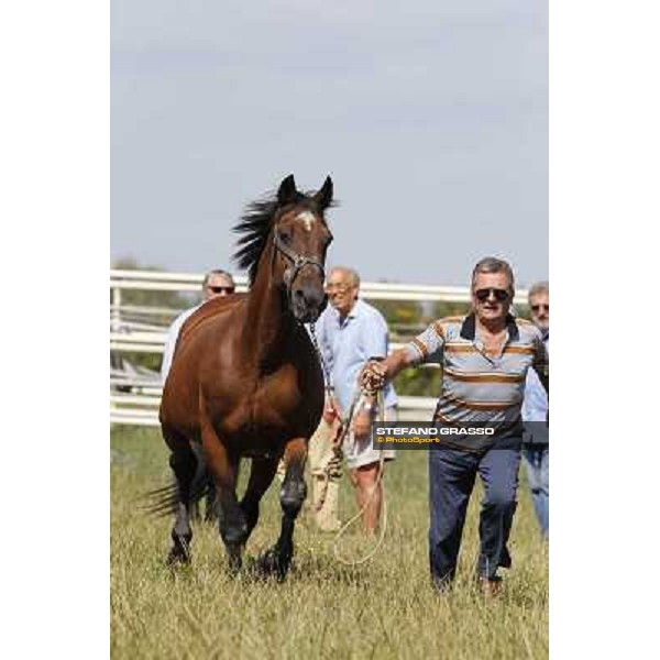 Varenne\'s father, Waikiki Beach born 30th may 1984 Speedy Somolli and Hula Lobell Anzola dell\'Emilia,10th sept.2013 ph.Stefano Grasso