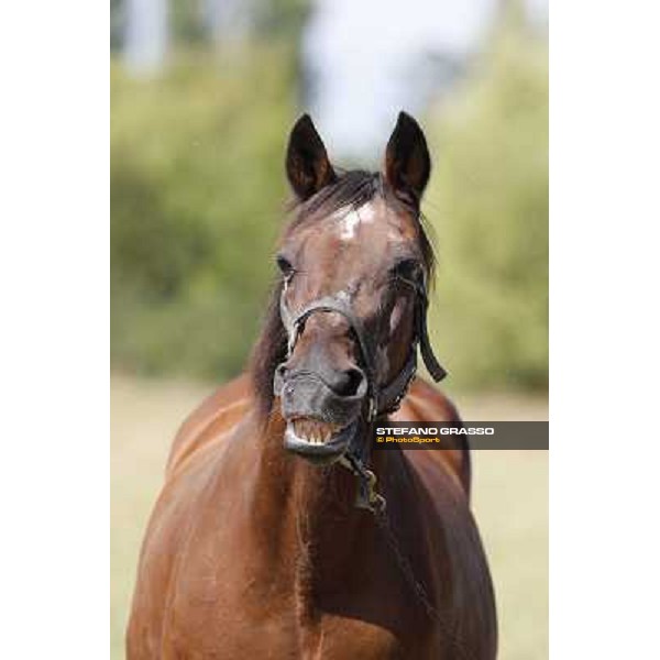 Varenne\'s father, Waikiki Beach born 30th may 1984 Speedy Somolli and Hula Lobell Anzola dell\'Emilia,10th sept.2013 ph.Stefano Grasso
