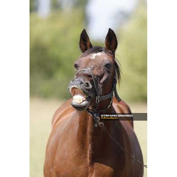 Varenne\'s father, Waikiki Beach born 30th may 1984 Speedy Somolli and Hula Lobell Anzola dell\'Emilia,10th sept.2013 ph.Stefano Grasso