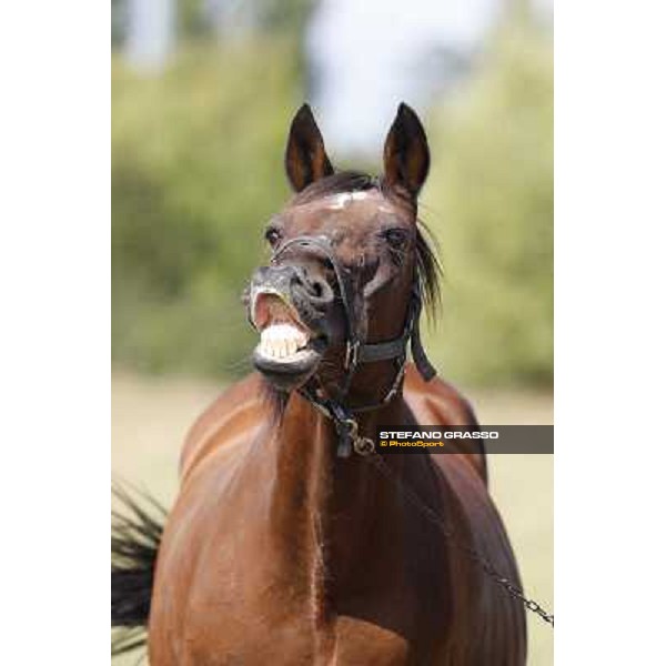 Varenne\'s father, Waikiki Beach born 30th may 1984 Speedy Somolli and Hula Lobell Anzola dell\'Emilia,10th sept.2013 ph.Stefano Grasso