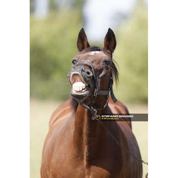 Varenne\'s father, Waikiki Beach born 30th may 1984 Speedy Somolli and Hula Lobell Anzola dell\'Emilia,10th sept.2013 ph.Stefano Grasso
