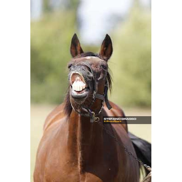 Varenne\'s father, Waikiki Beach born 30th may 1984 Speedy Somolli and Hula Lobell Anzola dell\'Emilia,10th sept.2013 ph.Stefano Grasso