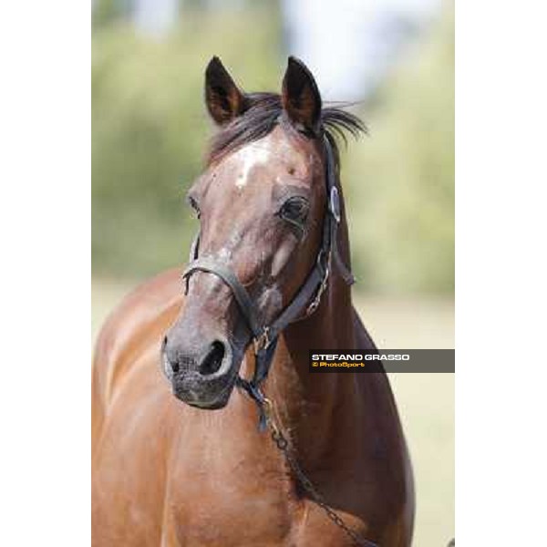 Varenne\'s father, Waikiki Beach born 30th may 1984 Speedy Somolli and Hula Lobell Anzola dell\'Emilia,10th sept.2013 ph.Stefano Grasso