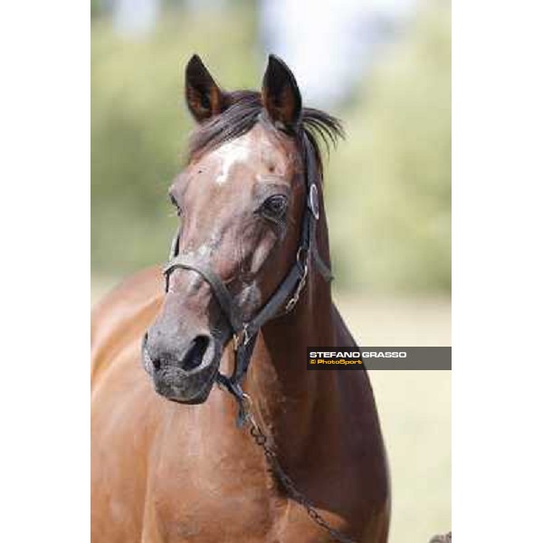 Varenne\'s father, Waikiki Beach born 30th may 1984 Speedy Somolli and Hula Lobell Anzola dell\'Emilia,10th sept.2013 ph.Stefano Grasso