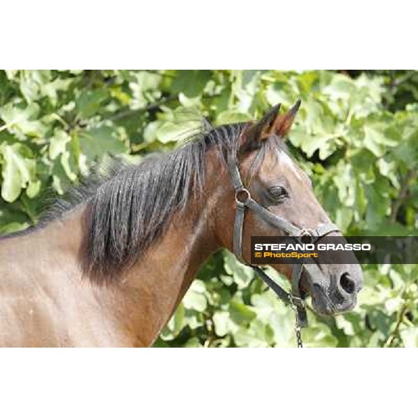 Varenne\'s father, Waikiki Beach born 30th may 1984 Speedy Somolli and Hula Lobell Anzola dell\'Emilia,10th sept.2013 ph.Stefano Grasso