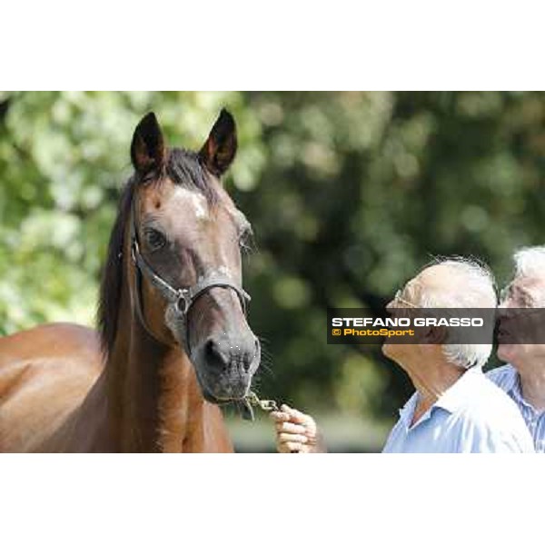 Varenne\'s father, Waikiki Beach born 30th may 1984 Speedy Somolli and Hula Lobell Anzola dell\'Emilia,10th sept.2013 ph.Stefano Grasso