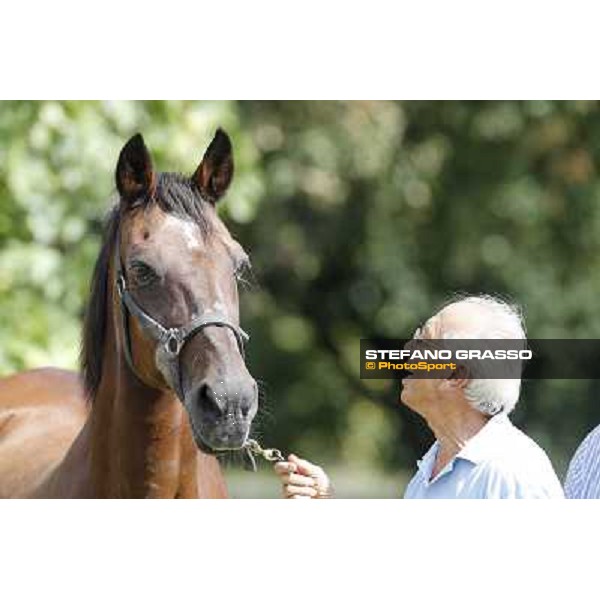 Varenne\'s father, Waikiki Beach born 30th may 1984 Speedy Somolli and Hula Lobell Anzola dell\'Emilia,10th sept.2013 ph.Stefano Grasso
