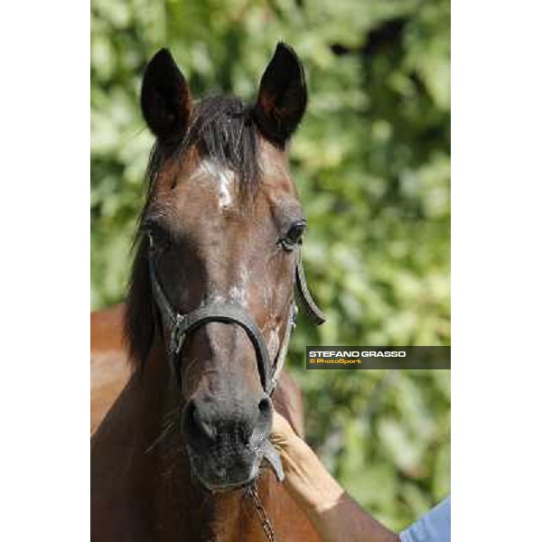 Varenne\'s father, Waikiki Beach born 30th may 1984 Speedy Somolli and Hula Lobell Anzola dell\'Emilia,10th sept.2013 ph.Stefano Grasso