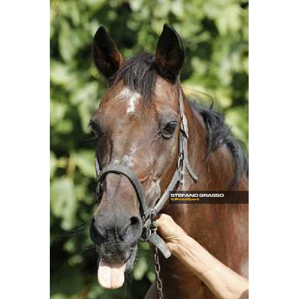 Varenne\'s father, Waikiki Beach born 30th may 1984 Speedy Somolli and Hula Lobell Anzola dell\'Emilia,10th sept.2013 ph.Stefano Grasso