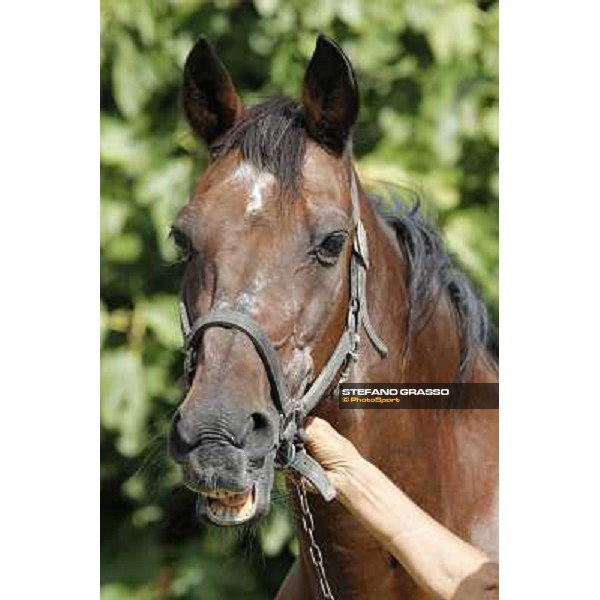 Varenne\'s father, Waikiki Beach born 30th may 1984 Speedy Somolli and Hula Lobell Anzola dell\'Emilia,10th sept.2013 ph.Stefano Grasso