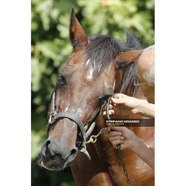 Varenne\'s father, Waikiki Beach born 30th may 1984 Speedy Somolli and Hula Lobell Anzola dell\'Emilia,10th sept.2013 ph.Stefano Grasso