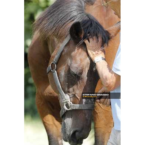 Varenne\'s father, Waikiki Beach born 30th may 1984 Speedy Somolli and Hula Lobell Anzola dell\'Emilia,10th sept.2013 ph.Stefano Grasso