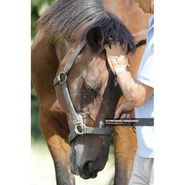 Varenne\'s father, Waikiki Beach born 30th may 1984 Speedy Somolli and Hula Lobell Anzola dell\'Emilia,10th sept.2013 ph.Stefano Grasso