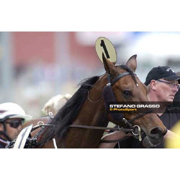 close up for Bellman Toll, winner of Sweden Cup Sony Ericcson Stockholm-Solvalla 28th may 2005 ph. Stefano Grasso