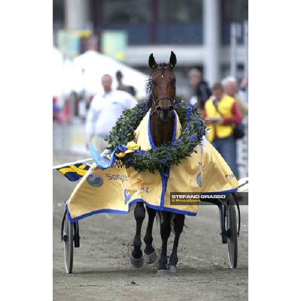 close up for Bellman Toll, winner of Sweden Cup Sony Ericcson Stockholm-Solvalla 28th may 2005 ph. Stefano Grasso