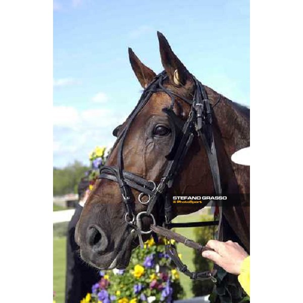 close up for Steinlager, winner of Elitloppet Statoil 2005 Stockholm, Solvalla 29th may 2005 ph. Stefano Grasso