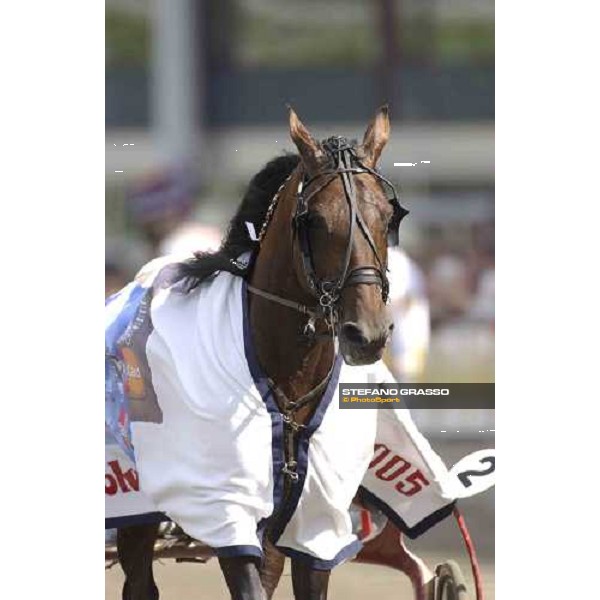 close up for Steinlager, winner of Elitloppet Statoil 2005 Stockholm, Solvalla 29th may 2005 ph. Stefano Grasso