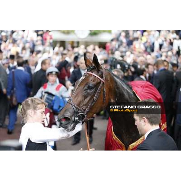 Thierry Jarnet and Treve win the Qatar Prix de l\'Arc de Triomphe Paris,Longchamp racecourse,6th oct,2013 ph.Stefano Grasso