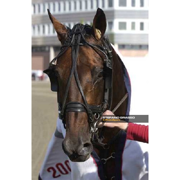 close up for Steinlager, winner of Elitloppet Statoil 2005 Stockholm, Solvalla 29th may 2005 ph. Stefano Grasso
