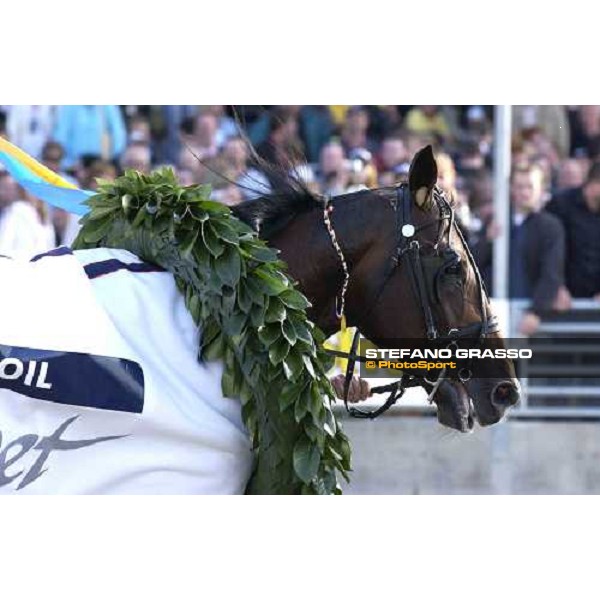 close up for Steinlager, winner of Elitloppet Statoil 2005 Stockholm, Solvalla 29th may 2005 ph. Stefano Grasso