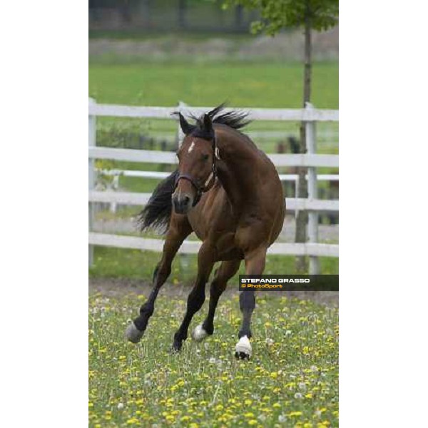 Viking Kronos at Menhammar Stud Ehero - 30th may 2005 ph. Stefano Grasso