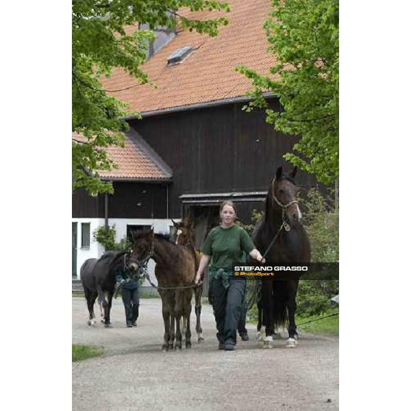 foals and mares at Menhammar Stud Ehero - 30th may 2005 ph. Stefano Grasso