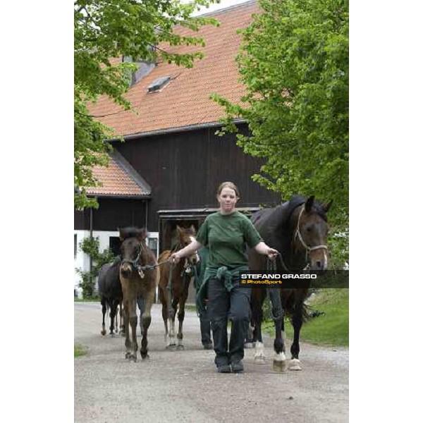 foals and mares at Menhammar Stud Ehero - 30th may 2005 ph. Stefano Grasso