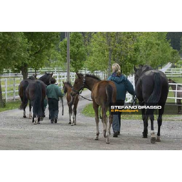 foals and mares at Menhammar Stud Ehero - 30th may 2005 ph. Stefano Grasso a