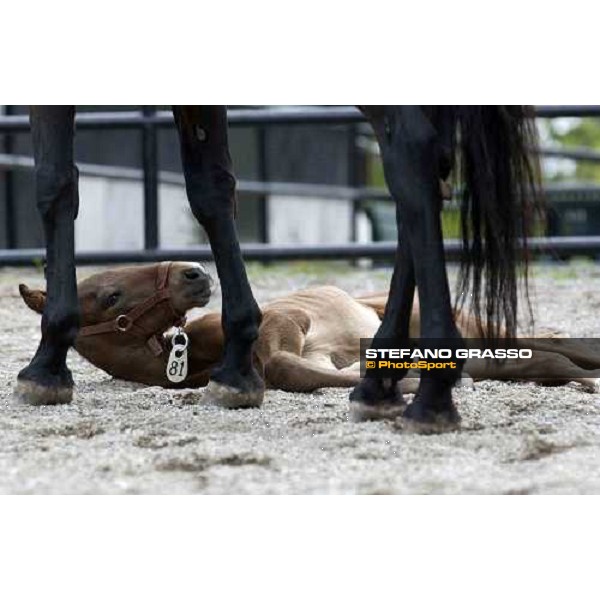 a foal from Viking Kronos at Menhammar Stud Ehero - 30th may 2005 ph. Stefano Grasso a