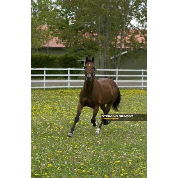 Viking Kronos at Menhammar Stud Ehero - 30th may 2005 ph. Stefano Grasso