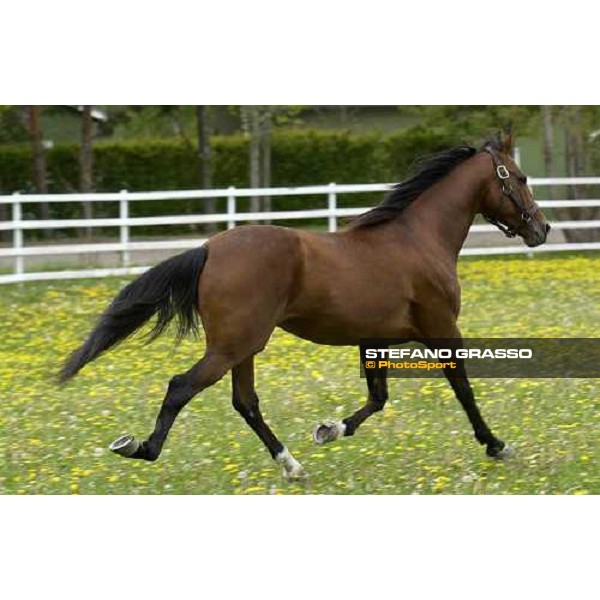 Viking Kronos at Menhammar Stud Ehero - 30th may 2005 ph. Stefano Grasso