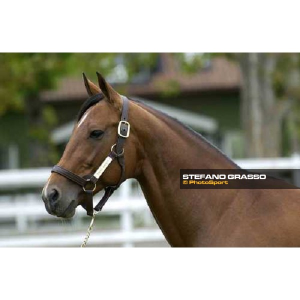 Viking Kronos at Menhammar Stud Ehero - 30th may 2005 ph. Stefano Grasso