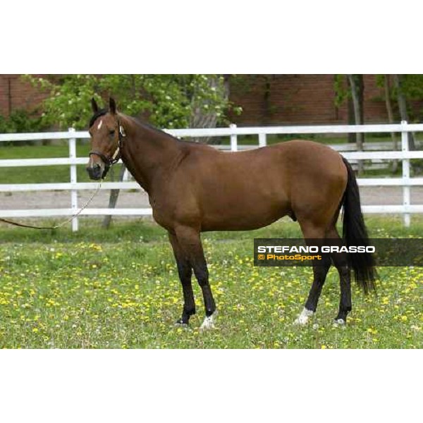 Viking Kronos at Menhammar Stud Ehero - 30th may 2005 ph. Stefano Grasso