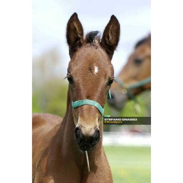a foal from Varenne at Menhammar Stud Ehero - 30th may 2005 ph. Stefano Grasso