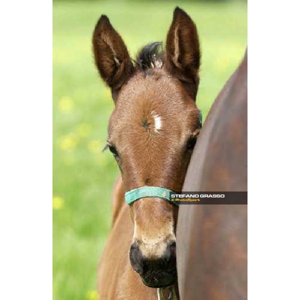 a foal from Varenne at Menhammar Stud Ehero - 30th may 2005 ph. Stefano Grasso