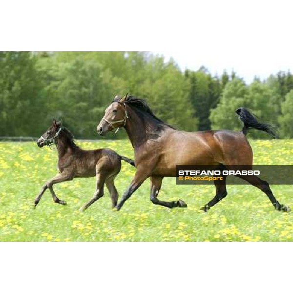 foal and mare at Menhammar Stud Ehero - 30th may 2005 ph. Stefano Grasso