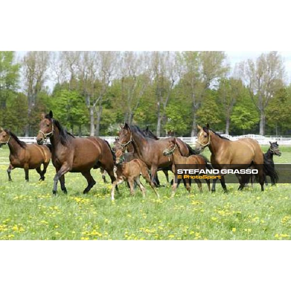 foals and mares at Menhammar Stud Ehero - 30th may 2005 ph. Stefano Grasso