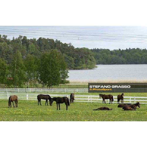 yearlings at Menhammar Stud Ehero - 30th may 2005 ph. Stefano Grasso