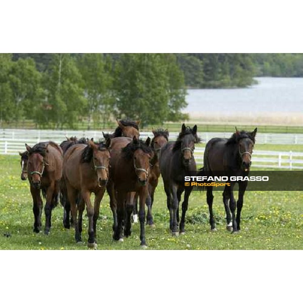 yearlings at Menhammar Stud Ehero - 30th may 2005 ph. Stefano Grasso
