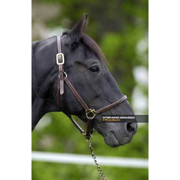 Mack Lobell at Menhammar Stud Ehero - 30th may 2005 ph. Stefano Grasso