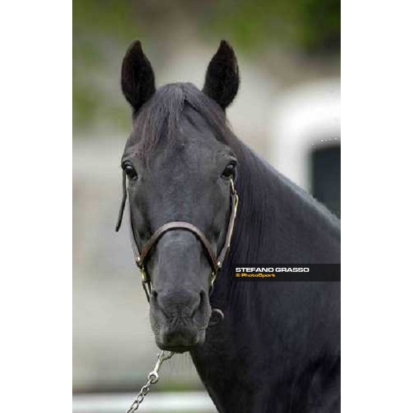Mack Lobell at Menhammar Stud Ehero - 30th may 2005 ph. Stefano Grasso