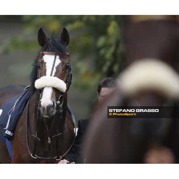 Earl of Tinsdal parades before winning the Gran Premio del Jockey Club Milano.San Siro racecourse,20th oct.2013 ph.Stefano Grasso
