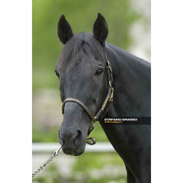Mack Lobell at Menhammar Stud Ehero - 30th may 2005 ph. Stefano Grasso