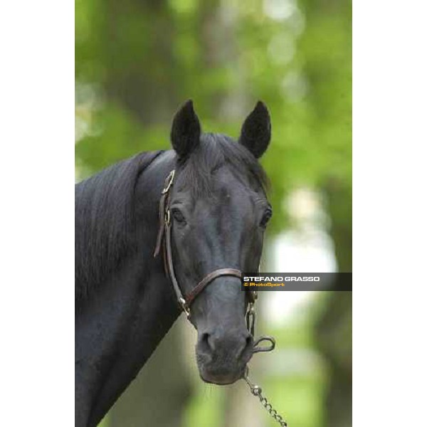 Mack Lobell at Menhammar Stud Ehero - 30th may 2005 ph. Stefano Grasso